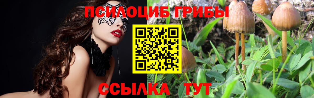 Верхняя Пышма  Галлюциногенные грибы Psilocybine cubensis  Вход с VPN 